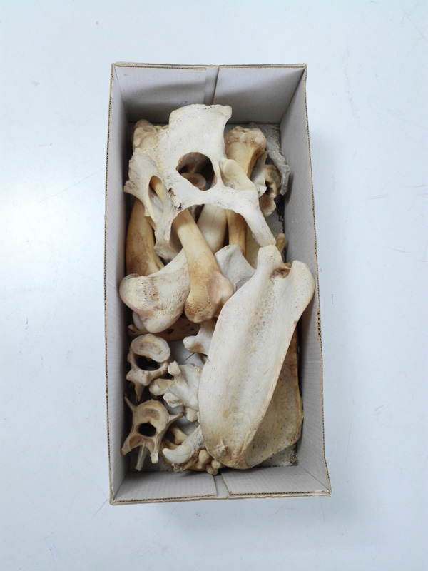 cajas huesos cabra perro fauna taxidermia 1u